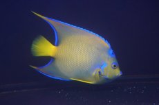 画像3: 【海水魚・ヤッコ】【通販】人工飼料爆食い♪カリブクイーンエンゼル（Lサイズ）(個体販売）（±18-19cm）No.3（生体）(海水魚) (3)