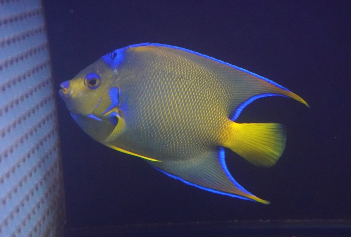 画像4: 【海水魚・ヤッコ】【通販】人工飼料爆食い♪カリブクイーンエンゼル（Lサイズ）(個体販売）（±18-19cm）No.3（生体）(海水魚) (4)
