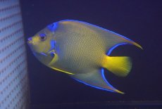 画像4: 【海水魚・ヤッコ】【通販】人工飼料爆食い♪カリブクイーンエンゼル（Lサイズ）(個体販売）（±18-19cm）No.3（生体）(海水魚) (4)
