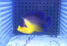 画像1: 【海水魚・ヤッコ】【通販】状態良好♪スミレヤッコ（Mサイズ）(個体販売）（±6cm）No.1（生体）(海水魚) (1)