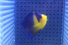 画像2: 【海水魚・ヤッコ】【通販】状態良好♪スミレヤッコ（Mサイズ）(個体販売）（±6cm）No.1（生体）(海水魚) (2)