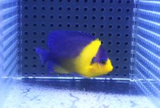 画像1: 【海水魚・ヤッコ】【通販】状態良好♪スミレヤッコ（Mサイズ）(個体販売）（±6.5cm）No.2（生体）(海水魚) (1)