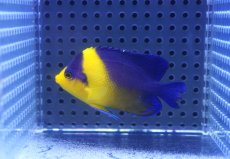 画像2: 【海水魚・ヤッコ】【通販】状態良好♪スミレヤッコ（Mサイズ）(個体販売）（±6.5cm）No.2（生体）(海水魚) (2)