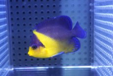 画像1: 【海水魚・ヤッコ】【通販】状態良好♪スミレヤッコ（Mサイズ）(個体販売）（±6.5cm）No.3（生体）(海水魚) (1)