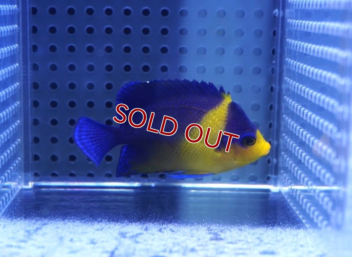 画像2: 【海水魚・ヤッコ】【通販】状態良好♪スミレヤッコ（Mサイズ）(個体販売）（±6.5cm）No.3（生体）(海水魚) (2)