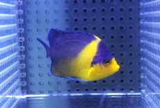 画像1: 【海水魚・ヤッコ】【通販】状態良好♪スミレヤッコ（Mサイズ）(個体販売）（±6.5cm）No.4（生体）(海水魚) (1)
