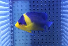 画像2: 【海水魚・ヤッコ】【通販】状態良好♪スミレヤッコ（Mサイズ）(個体販売）（±6.5cm）No.4（生体）(海水魚) (2)