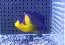 画像1: 【海水魚・ヤッコ】【通販】背ビレカケあり特価！状態良好♪スミレヤッコ（MLサイズ）(個体販売）（±7cm）No.5（生体）(海水魚) (1)