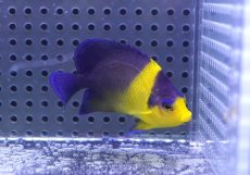 画像1: 【海水魚・ヤッコ】【通販】状態良好♪スミレヤッコ（MLサイズ）(個体販売）（±7cm）No.6（生体）(海水魚) (1)