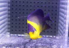 画像2: 【海水魚・ヤッコ】【通販】状態良好♪スミレヤッコ（MLサイズ）(個体販売）（±7cm）No.6（生体）(海水魚) (2)