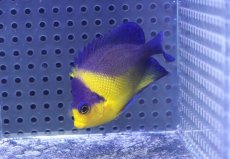 画像1: 【海水魚・ヤッコ】【通販】状態良好♪スミレヤッコ（MLサイズ）(個体販売）（±7cm）No.7（生体）(海水魚) (1)