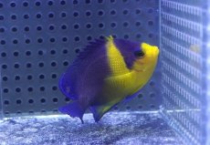 画像2: 【海水魚・ヤッコ】【通販】状態良好♪スミレヤッコ（MLサイズ）(個体販売）（±7cm）No.7（生体）(海水魚) (2)