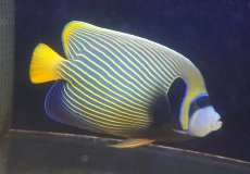 画像1: 【海水魚・ヤッコ】【通販】人工飼料OK♪タテジマキンチャクダイ（XL/オレンジテール）(個体販売）（±28cm）No.1（生体）(海水魚) (1)