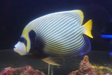 画像2: 【海水魚・ヤッコ】【通販】人工飼料OK♪タテジマキンチャクダイ（XL/オレンジテール）(個体販売）（±28cm）No.1（生体）(海水魚) (2)