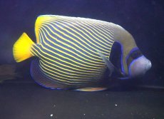画像1: 【海水魚・ヤッコ】【通販】人工飼料OK♪タテジマキンチャクダイ（XL/オレンジテール）(個体販売）（±28cm）No.2（生体）(海水魚) (1)