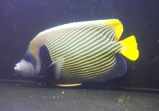 画像2: 【海水魚・ヤッコ】【通販】人工飼料OK♪タテジマキンチャクダイ（XL/オレンジテール）(個体販売）（±28cm）No.2（生体）(海水魚) (2)