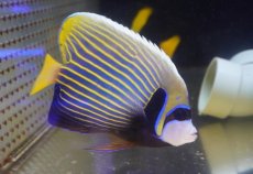 画像1: 【海水魚・ヤッコ】【通販】人工飼料OK♪タテジマキンチャクダイ（MLサイズ）(個体販売）（±16cm）No.3（生体）(海水魚) (1)