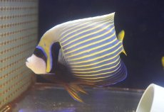画像2: 【海水魚・ヤッコ】【通販】人工飼料OK♪タテジマキンチャクダイ（MLサイズ）(個体販売）（±16cm）No.3（生体）(海水魚) (2)