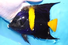 画像1: 【海水魚・ヤッコ】【通販】人工飼料OK♪アズファー（Lサイズ）(個体販売）（±16cm）No.1（生体）(海水魚) (1)
