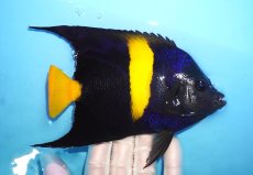 画像2: 【海水魚・ヤッコ】【通販】人工飼料OK♪アズファー（Lサイズ）(個体販売）（±16cm）No.1（生体）(海水魚) (2)