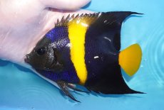画像1: 【海水魚・ヤッコ】【通販】人工飼料OK♪アズファー（Lサイズ）(個体販売）（±15cm）No.2（生体）(海水魚) (1)