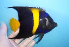 画像2: 【海水魚・ヤッコ】【通販】人工飼料OK♪アズファー（Lサイズ）(個体販売）（±15cm）No.2（生体）(海水魚) (2)