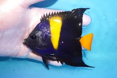 画像1: 【海水魚・ヤッコ】【通販】人工飼料OK♪アズファー（Mサイズ）(個体販売）（±11cm）No.3（生体）(海水魚) (1)