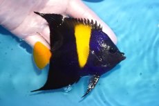 画像2: 【海水魚・ヤッコ】【通販】人工飼料OK♪アズファー（Mサイズ）(個体販売）（±11cm）No.3（生体）(海水魚) (2)