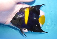 画像1: 【海水魚・ヤッコ】【通販】人工飼料OK♪アズファー（Mサイズ）(個体販売）（±10cm）No.4（生体）(海水魚) (1)