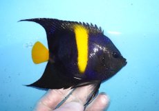 画像2: 【海水魚・ヤッコ】【通販】人工飼料OK♪アズファー（Mサイズ）(個体販売）（±10cm）No.4（生体）(海水魚) (2)