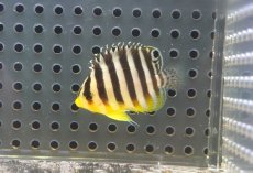 画像1: 【海水魚・ヤッコ】【通販】人工飼料OK♪【国産ブリード】シマヤッコ（XSサイズ）(個体販売）（±3.5cm）No.1（生体）(海水魚) (1)