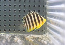 画像2: 【海水魚・ヤッコ】【通販】人工飼料OK♪【国産ブリード】シマヤッコ（XSサイズ）(個体販売）（±3.5cm）No.1（生体）(海水魚) (2)