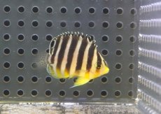 画像1: 【海水魚・ヤッコ】【通販】人工飼料OK♪【国産ブリード】シマヤッコ（XSサイズ）(個体販売）（±3.5cm）No.2（生体）(海水魚) (1)