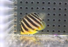 画像2: 【海水魚・ヤッコ】【通販】人工飼料OK♪【国産ブリード】シマヤッコ（XSサイズ）(個体販売）（±3.5cm）No.2（生体）(海水魚) (2)