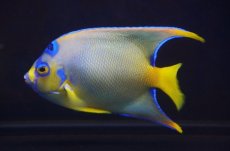 画像1: 【海水魚・ヤッコ】【通販】人工飼料OK♪【ベリーズ産】クイーンエンゼル（MLサイズ）(個体販売）（±13cm）No.1（生体）(海水魚) (1)