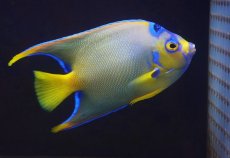 画像2: 【海水魚・ヤッコ】【通販】人工飼料OK♪【ベリーズ産】クイーンエンゼル（MLサイズ）(個体販売）（±13cm）No.1（生体）(海水魚) (2)
