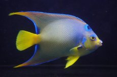 画像1: 【海水魚・ヤッコ】【通販】人工飼料OK♪【ベリーズ産】クイーンエンゼル（Lサイズ）(個体販売）（±17cm）No.2（生体）(海水魚) (1)