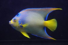 画像2: 【海水魚・ヤッコ】【通販】人工飼料OK♪【ベリーズ産】クイーンエンゼル（Lサイズ）(個体販売）（±17cm）No.2（生体）(海水魚) (2)