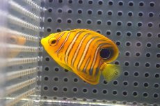 画像1: 【海水魚・ヤッコ】【通販】状態良好♪【モルディブ産】インドニシキヤッコ（S)(個体販売）（±5cm）No.1（生体）(海水魚) (1)