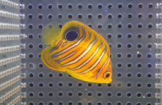 画像2: 【海水魚・ヤッコ】【通販】状態良好♪【モルディブ産】インドニシキヤッコ（S)(個体販売）（±5cm）No.1（生体）(海水魚) (2)