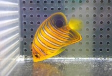 画像1: 【海水魚・ヤッコ】【通販】状態良好♪【モルディブ産】インドニシキヤッコ（S)(個体販売）（±5.5cm）No.2（生体）(海水魚) (1)