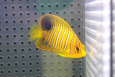 画像2: 【海水魚・ヤッコ】【通販】状態良好♪【モルディブ産】インドニシキヤッコ（S)(個体販売）（±5.5cm）No.2（生体）(海水魚) (2)