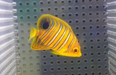 画像1: 【海水魚・ヤッコ】【通販】人工飼料OK♪【モルディブ産】インドニシキヤッコ（S)(個体販売）（±6cm）No.3（生体）(海水魚) (1)