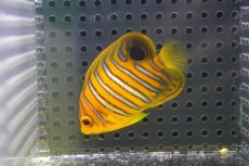 画像2: 【海水魚・ヤッコ】【通販】人工飼料OK♪【モルディブ産】インドニシキヤッコ（S)(個体販売）（±6cm）No.3（生体）(海水魚) (2)
