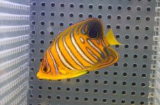 画像1: 【海水魚・ヤッコ】【通販】状態良好♪【モルディブ産】インドニシキヤッコ（S)(個体販売）（±6cm）No.4（生体）(海水魚) (1)