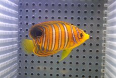 画像2: 【海水魚・ヤッコ】【通販】状態良好♪【モルディブ産】インドニシキヤッコ（S)(個体販売）（±6cm）No.4（生体）(海水魚) (2)