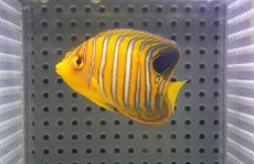画像1: 【海水魚・ヤッコ】【通販】人工飼料OK♪【モルディブ産】インドニシキヤッコ（S)(個体販売）（±6cm）No.5（生体）(海水魚) (1)