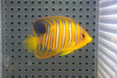 画像2: 【海水魚・ヤッコ】【通販】人工飼料OK♪【モルディブ産】インドニシキヤッコ（S)(個体販売）（±6cm）No.5（生体）(海水魚) (2)