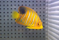 画像1: 【海水魚・ヤッコ】【通販】人工飼料OK♪【モルディブ産】インドニシキヤッコ（S)(個体販売）（±6cm）No.6（生体）(海水魚) (1)