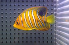 画像2: 【海水魚・ヤッコ】【通販】人工飼料OK♪【モルディブ産】インドニシキヤッコ（S)(個体販売）（±6cm）No.6（生体）(海水魚) (2)